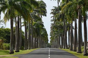 Route avec palmiers